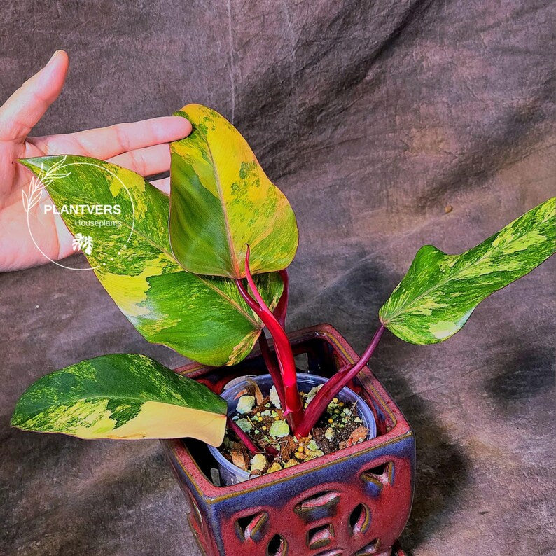 variegated philodendron