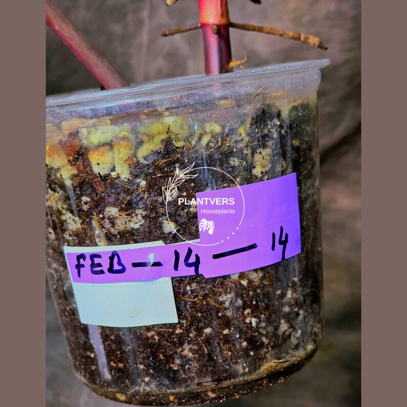 High Variegated Philodendron Strawberry Shake - Rare Collector Plant - Exact Plant - US Seller