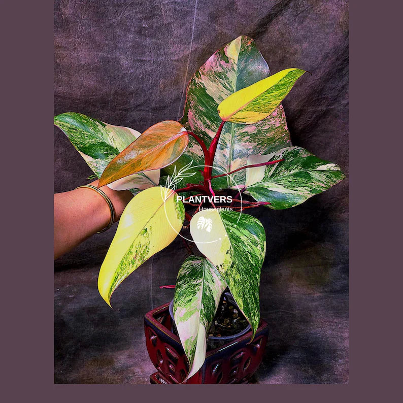 High Variegated Philodendron Strawberry Shake - Rare Collector Plant - Exact Plant - US Seller