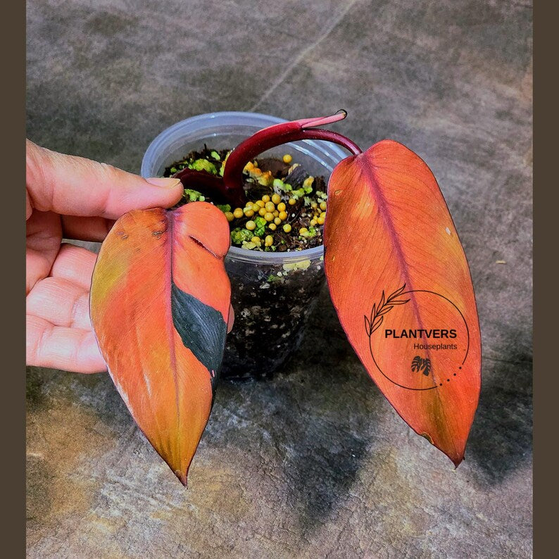 Philodendron Pink Princess Tricolor - Super Rare Variegated EXACT Live Plant - Pink, Green & Cream Foliage - Collector's Aroid - US Seller