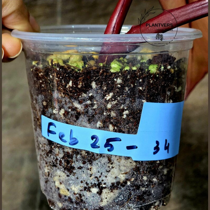 Philodendron Pink Princess Tricolor - Super Rare Variegated EXACT Live Plant - Pink, Green & Cream Foliage - Collector's Aroid - US Seller