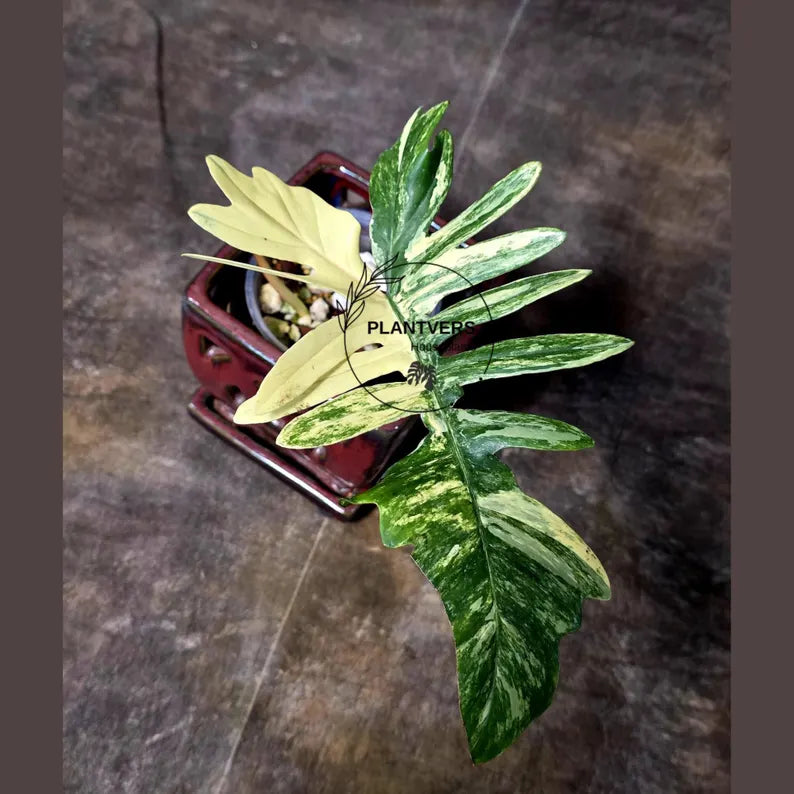 Variegated Philodendron Florida Beauty x Mayoi - Super Rare Live Plants - Air Purifier Plant for Home Decor - Exact Same Plant - US Seller