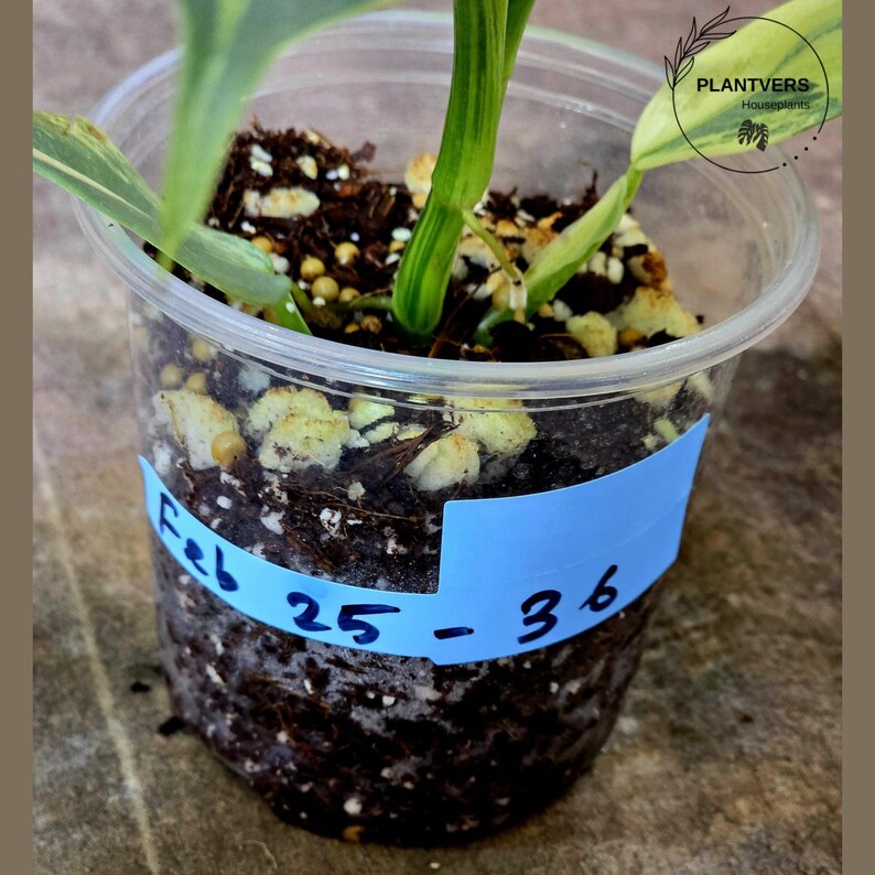 Super Rare Philodendron Silver Sword Variegated Plant - Collectors Plant - Rare Variegated Aroid Live Plant - Exact Same Plant - Us Seller