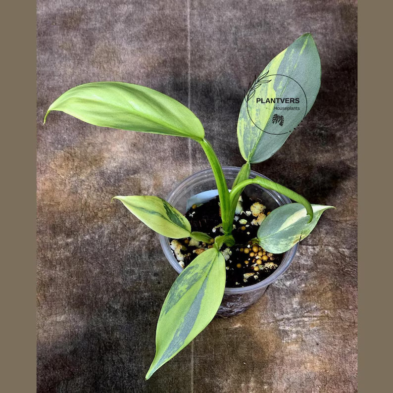 Super Rare Philodendron Silver Sword Variegated Plant - Collectors Plant - Rare Variegated Aroid Live Plant - Exact Same Plant - Us Seller