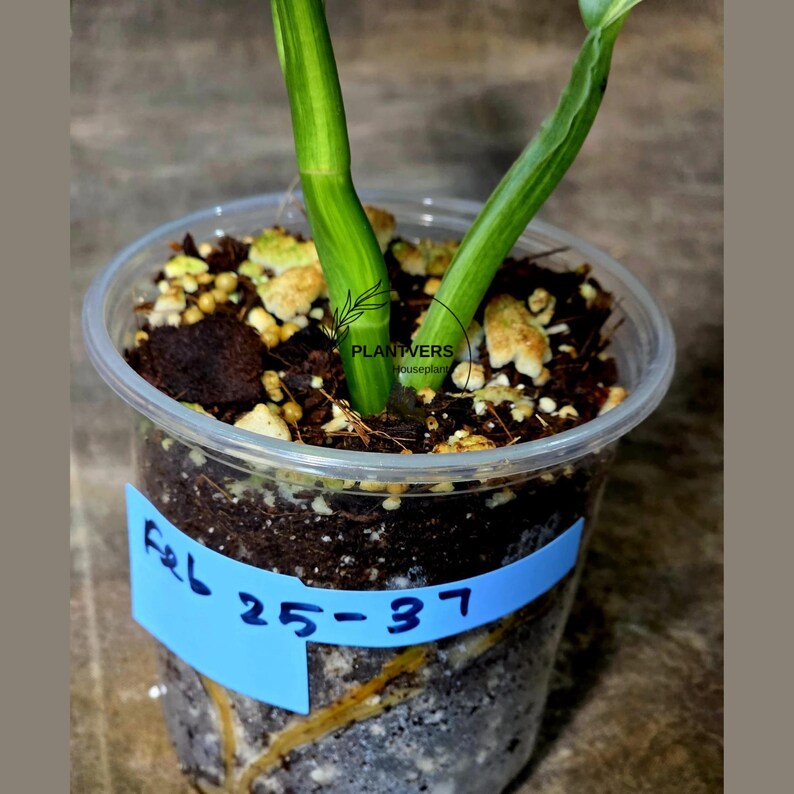 Super Rare Philodendron Silver Sword Variegated Plant - Collectors Plant - Rare Variegated Aroid Live Plant - Exact Same Plant - Us Seller