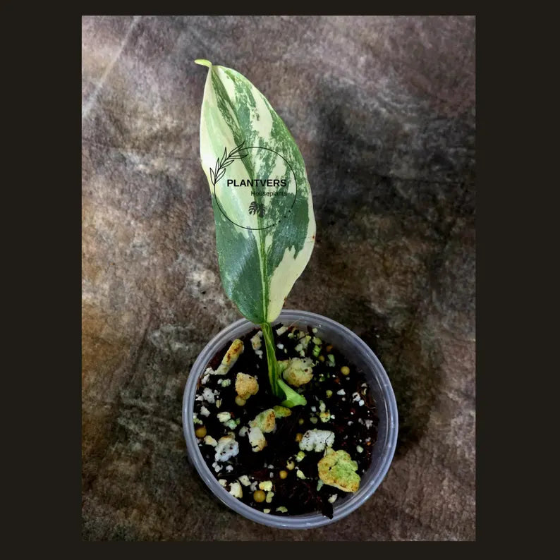 Super Rare Philodendron Silver Sword Variegated Plant - Collectors Plant - Rare Variegated Aroid Live Plant - Exact Same Plant - Us Seller