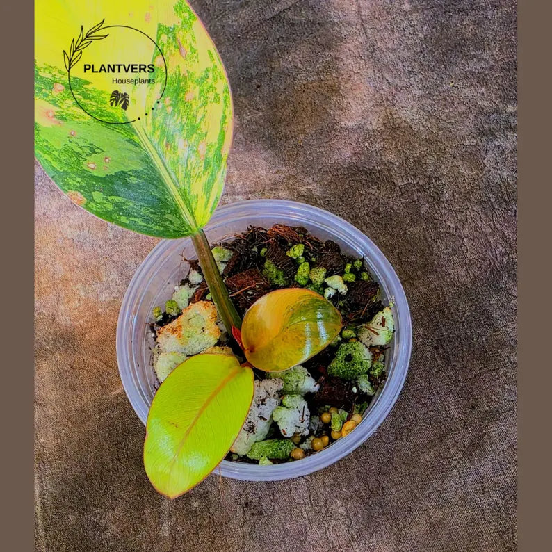 Yellow Congo Philodendron Variegated Live Plant - Super Rare Yellow Congo Indoor - Hard to Come By - Exact Same Plant - US Seller