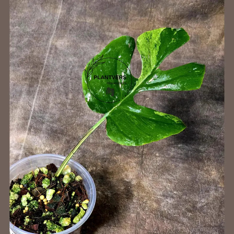 Super Rare Rhaphidophora Tetrasperma Migma Variegated Live Plant - Well Rooted Plant - Extremely Rare Collector Aroid Plant - US Seller