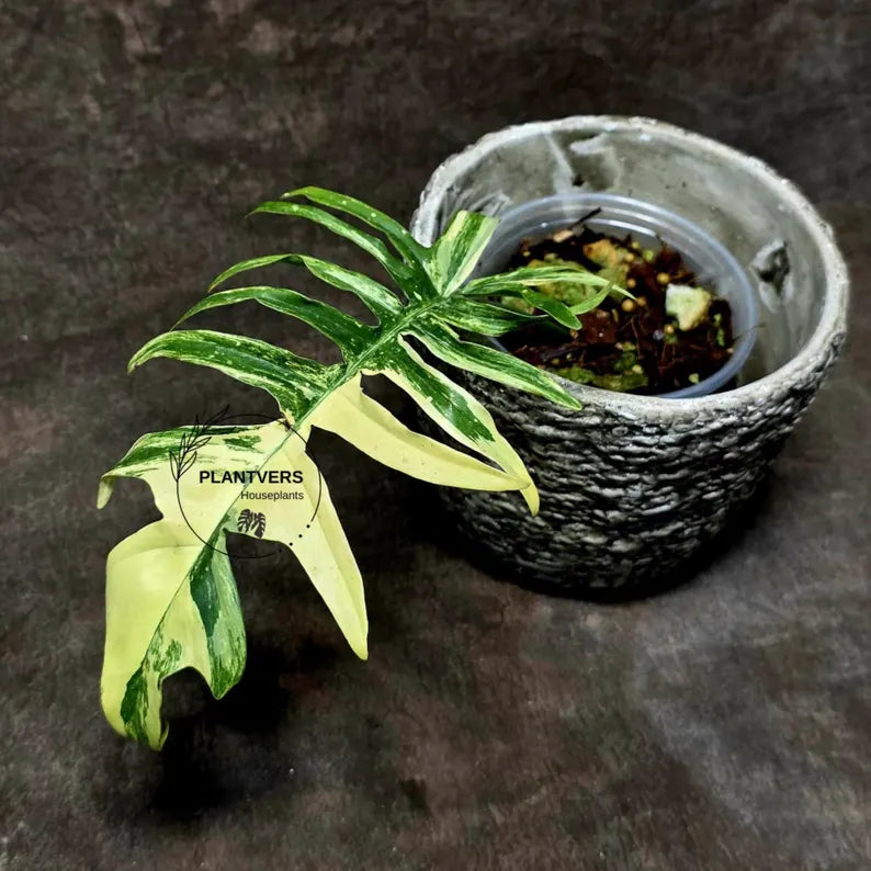 Philodendron Florida Beauty x Tortum Extremely Rare Plant Exact Pot - Cream, White Variegation Super Rare Collector EXACT Plant