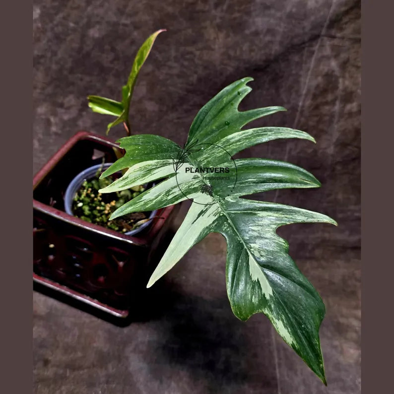Philodendron Florida Beauty x Tortum Extremely Rare Plant Exact Pot - Cream, White Variegation Super Rare Collector EXACT Plant