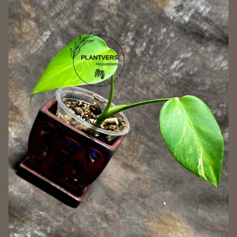 Monstera Marmota