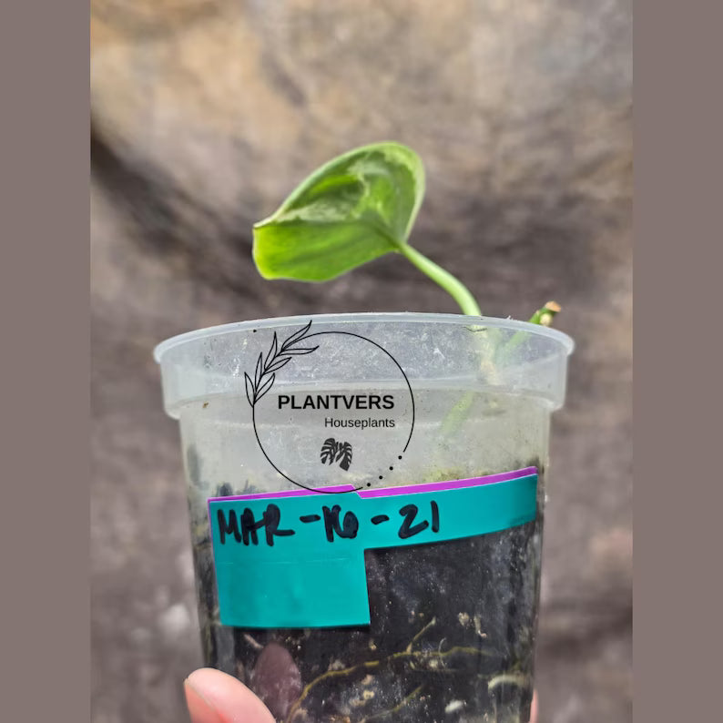 Scindapsus Jade Satin Variegated Plant in a Nursery Pot - Rare Tropical - EXACT Plant - US Seller