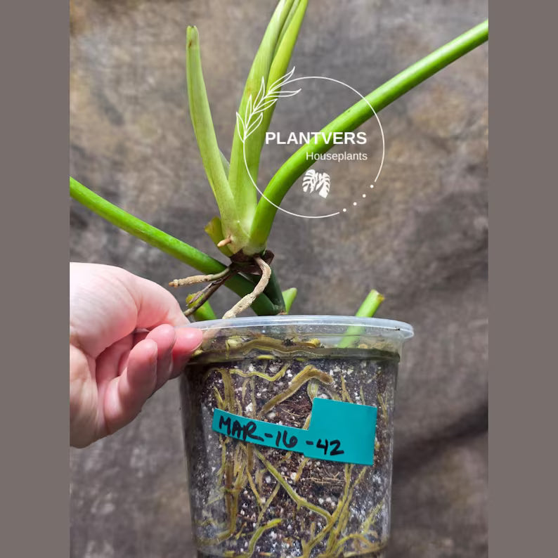 Philodendron Radiatum Variegated Exact Plant - Indoor Rare Plant - Large Form - Plants Lover Gift - Live Plant - US Seller