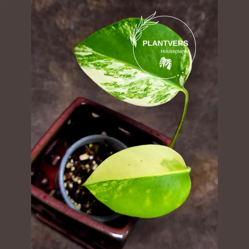Monstera Aurea Variegated Borsigiana in a Nursery Pot - Monstera Marmota - Exact Same Plant - Beginners Plant - US Seller