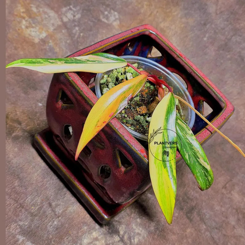Variegated Philodendron Strawberry Shake - Super RARE Collector Plant - Philodendron Pink Plant - Live Indoor Plant - Exact Pot - US seller