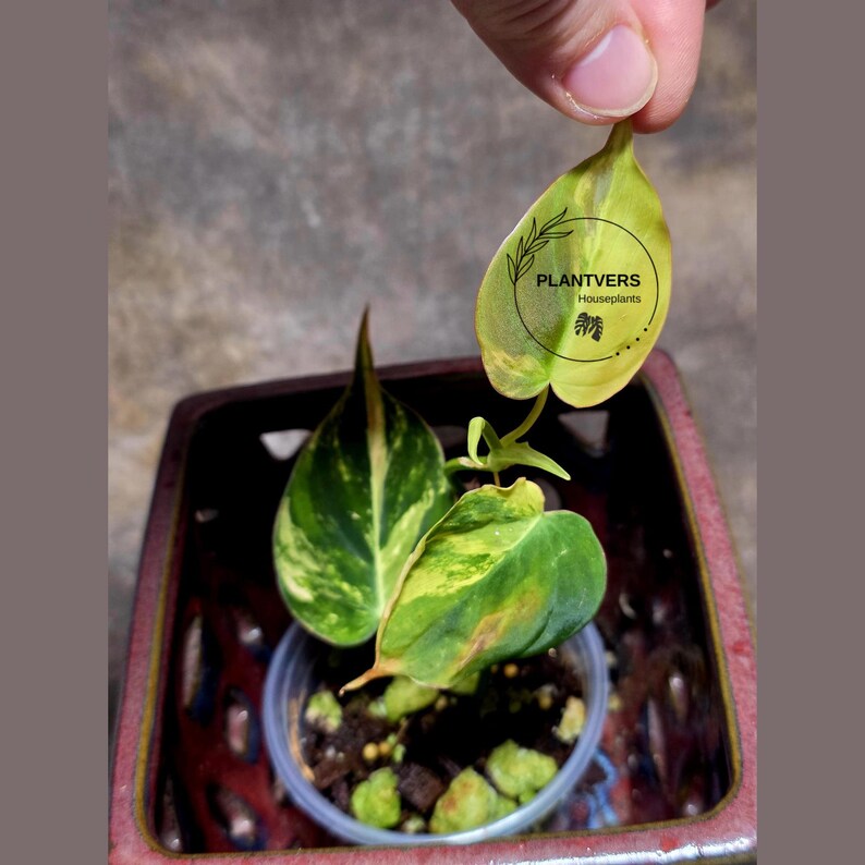 Variegated Philodendron Mican Aurea in a Nursery Pot - Rare Collector Plant - Beginners Plant - EXACT Plant - US Seller