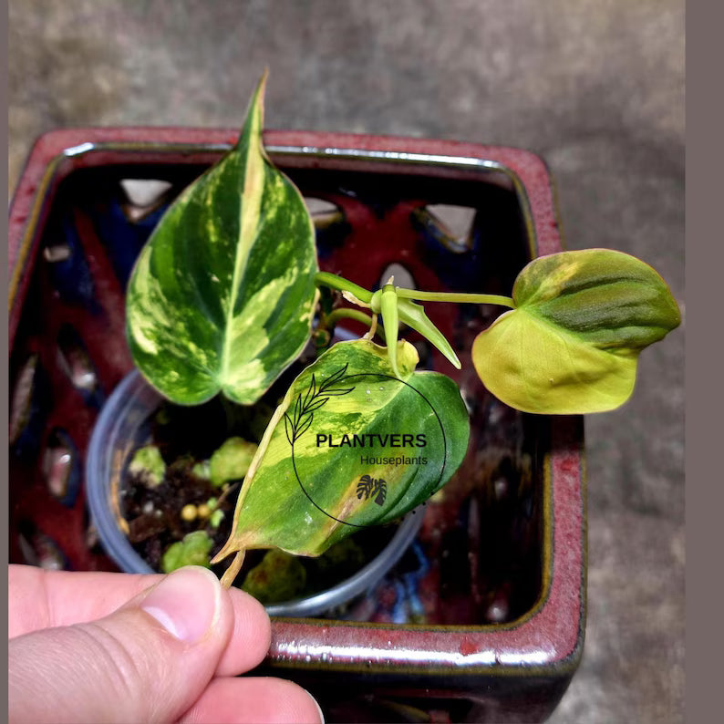 Variegated Philodendron Mican Aurea in a Nursery Pot - Rare Collector Plant - Beginners Plant - EXACT Plant - US Seller