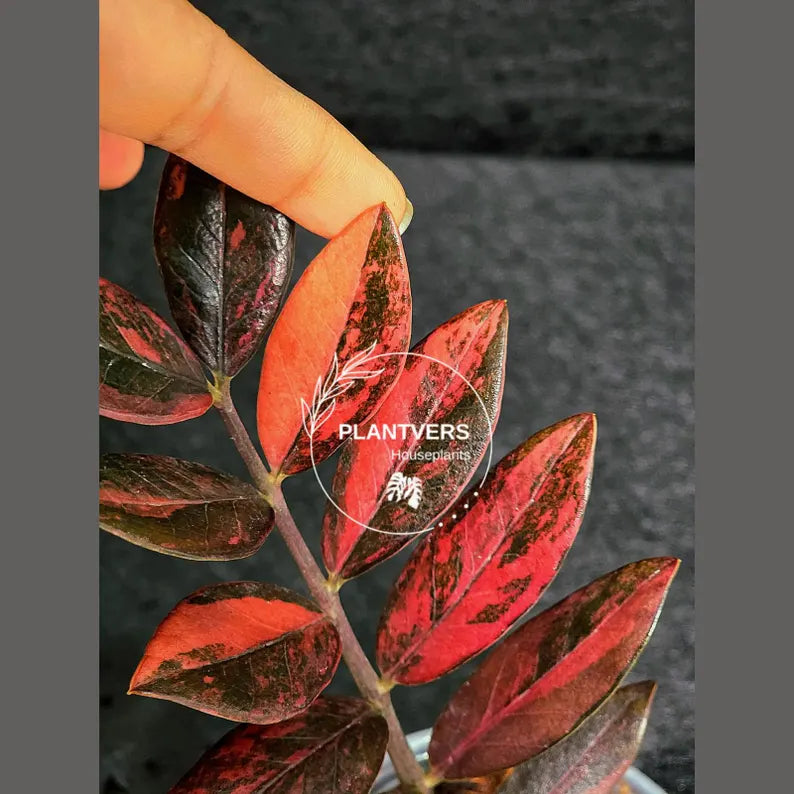 Rare Variegated Pink Raven ZZ Plant Cutting UNROOTED - Zamioculcas Zamiifolia Raven Variegata - Exotic Black & Pink Plant - US Seller