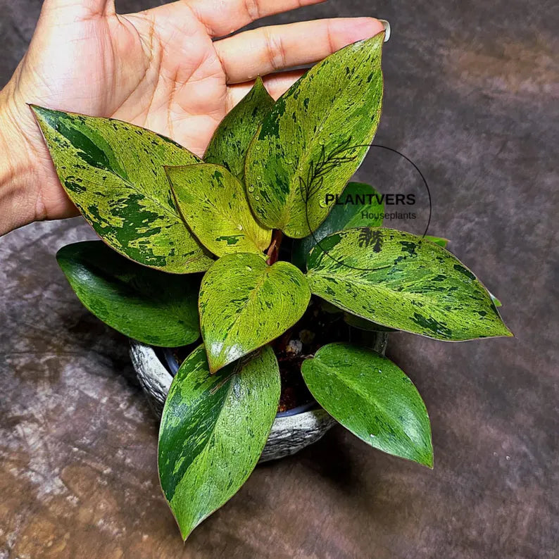 Philodendron Red Congo Variegated Live Plant - Red Congo Mint Hybrid Indoor Outdoor Gardening Super Rare Plants - Hard to Come By -US Seller