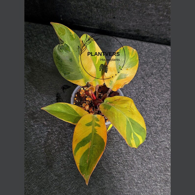 Variegated Black Cardinal Philodendron Live Plant - EXTREMELY Rare Collector Plant - Very Hard to come by - Indoor Plant - US Seller