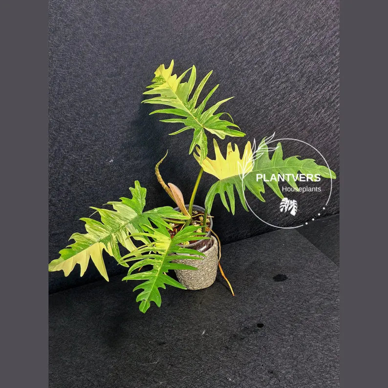 Philodendron Florida Beauty x Tortum Extremely Rare Plant Exact Pot - Cream, White Variegation Super Rare Collector EXACT Plant