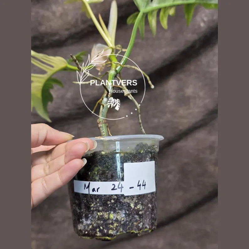 Philodendron Florida Beauty x Tortum Extremely Rare Plant Exact Pot - Cream, White Variegation Super Rare Collector EXACT Plant