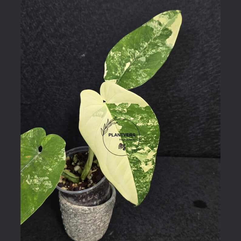 Super Rare Syngonium Chiapense Albo Variegated - Stunning Aroid - Beginners Plant - Exact SAME Plant - US Seller