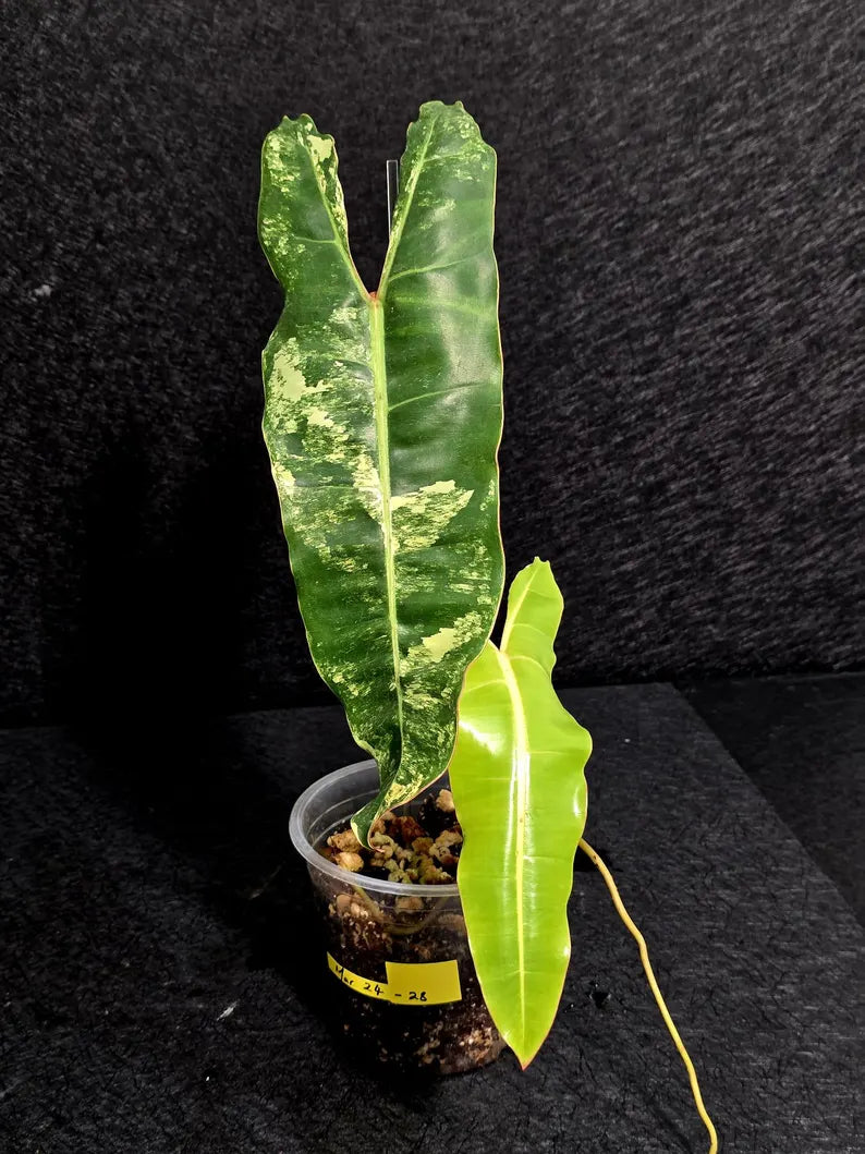 Variegated Billietiae Philodendron Live Plant - Super Rare Collector Plant - Big Leaf Rare Unique Plant - Exact Same Plant - US Seller