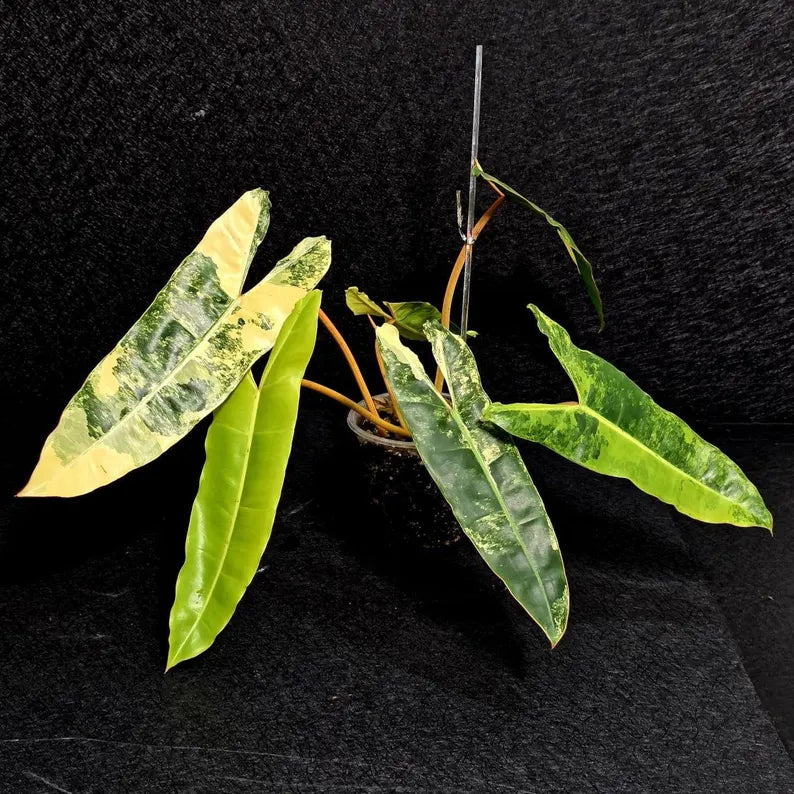 Variegated Billietiae Philodendron Live Plant - Super Rare Collector Plant - Big Leaf Rare Unique Plant - Exact Same Plant - US Seller