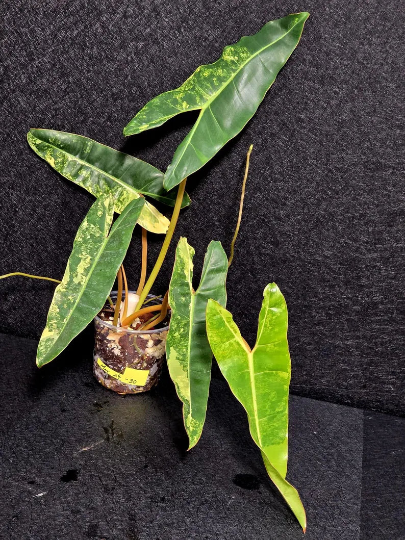 Variegated Billietiae Philodendron Live Plant - Super Rare Collector Plant - Big Leaf Rare Unique Plant - Exact Same Plant - US Seller
