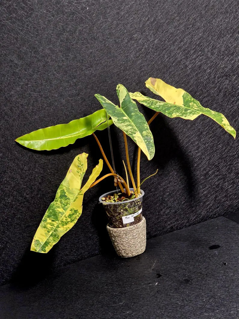 Variegated Billietiae Philodendron Live Plant - Super Rare Collector Plant - Big Leaf Rare Unique Plant - Exact Same Plant - US Seller