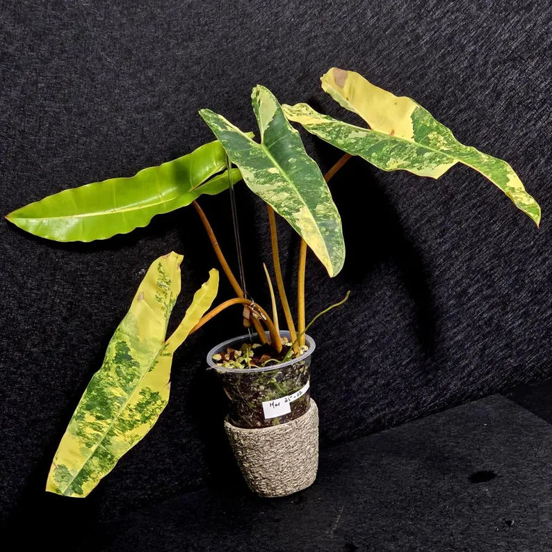 Variegated Billietiae Philodendron Live Plant - Super Rare Collector Plant - Big Leaf Rare Unique Plant - Exact Same Plant - US Seller