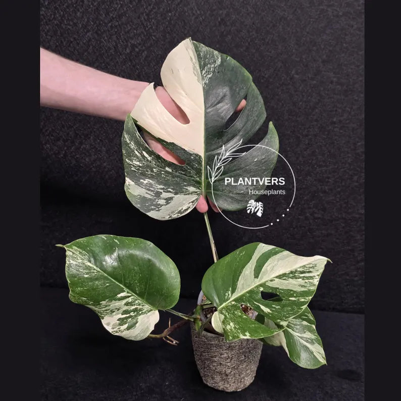 Variegated Monstera Albo - Rare White Monstera Borsigiana - EXACT Same Plant - US Seller