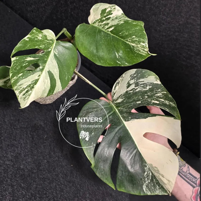 Variegated Monstera Albo - Rare White Monstera Borsigiana - EXACT Same Plant - US Seller