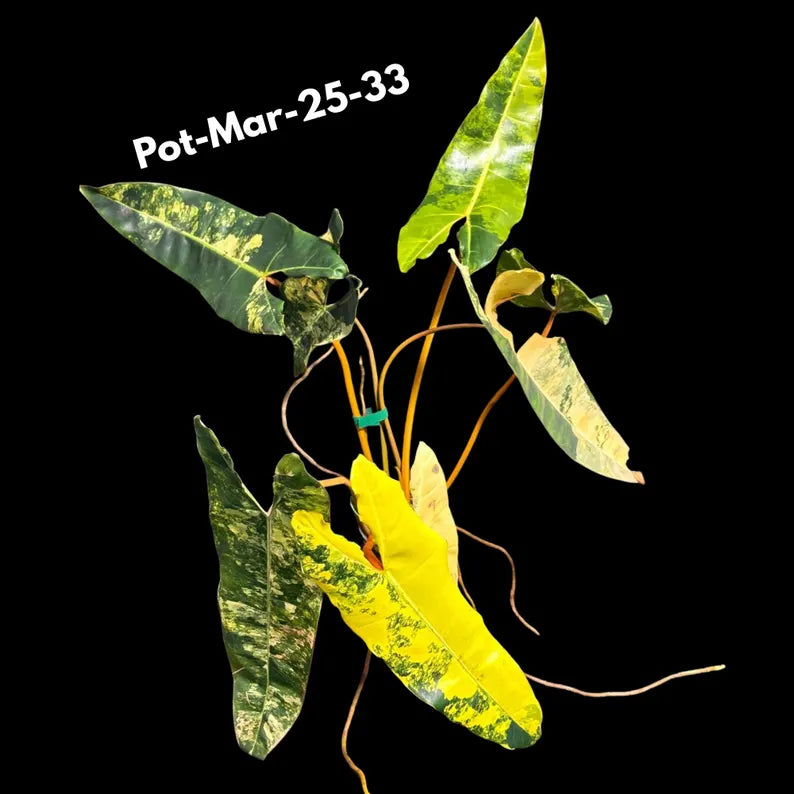 collector plants