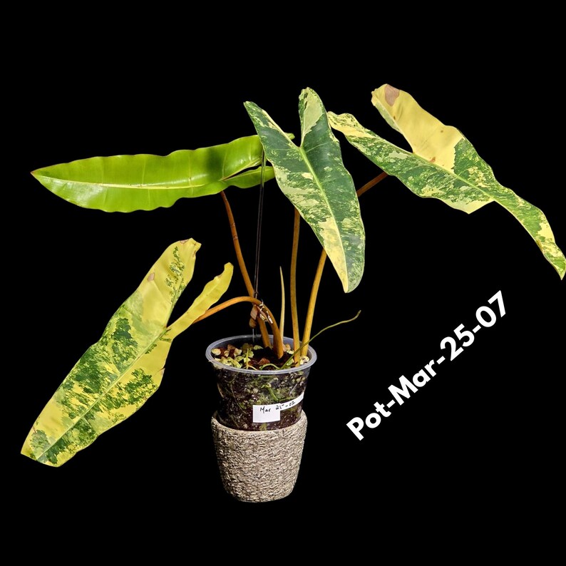 Billietiae indoor plant