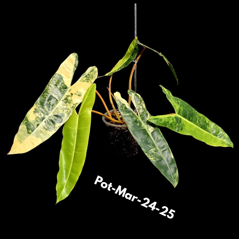 Live Plant