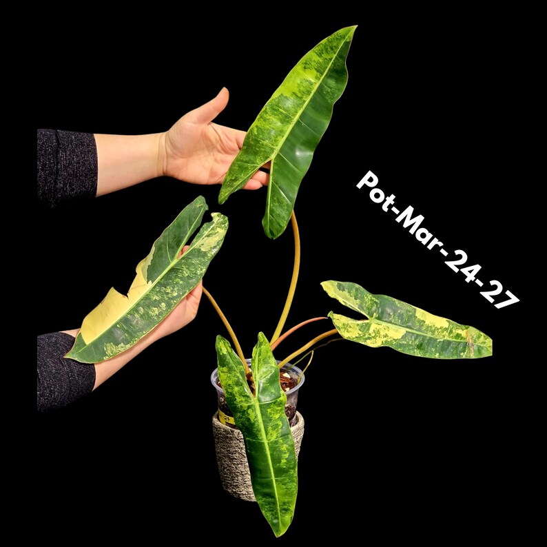 Super Rare Collector Plant