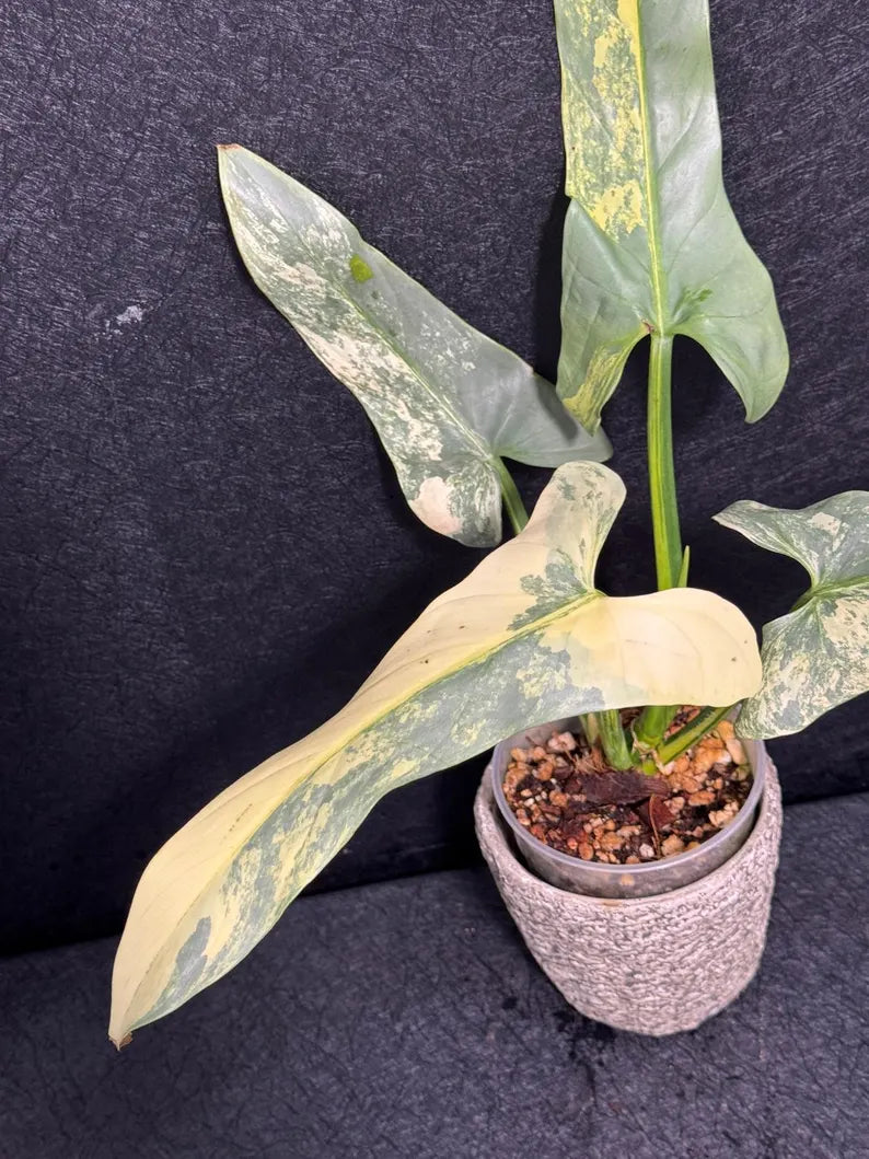 Super Rare Philodendron Silver Sword Variegated Plant - Collectors Plant - Rare Variegated Aroid Live Plant - Exact Same Plant - Us Seller