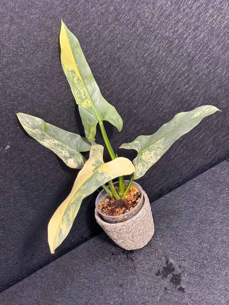 Super Rare Philodendron Silver Sword Variegated Plant - Collectors Plant - Rare Variegated Aroid Live Plant - Exact Same Plant - Us Seller