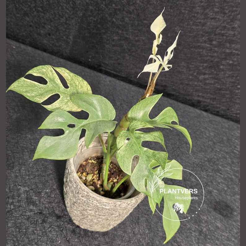 Rare Variegated Rhaphidophora Tetrasperma White Monster - Rare Collector EXACT Plant - US Seller