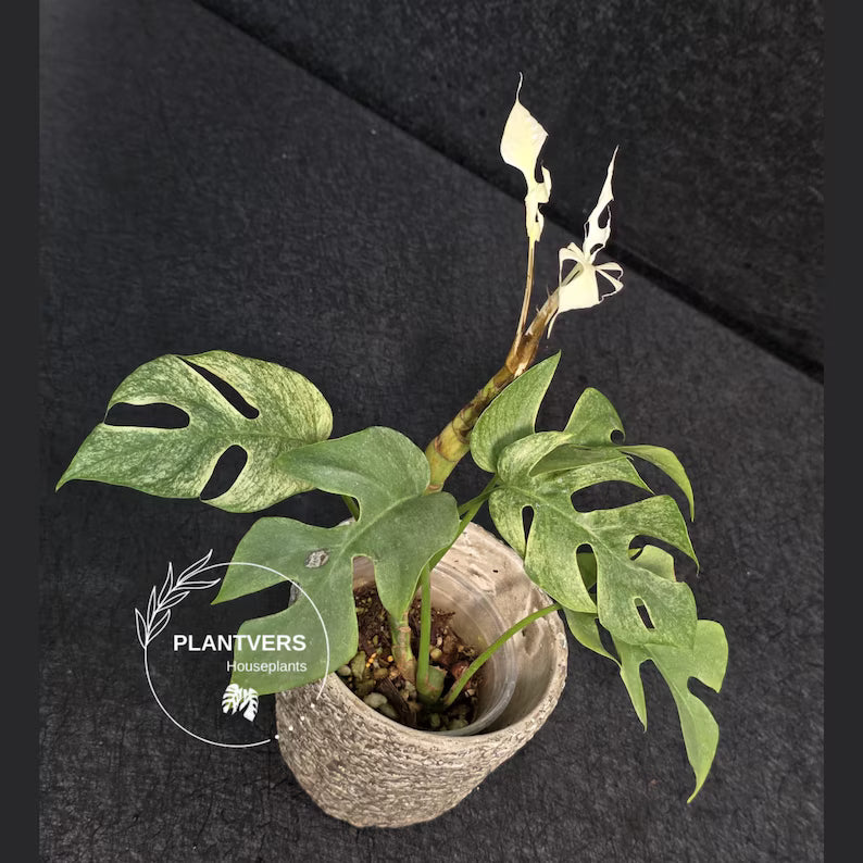 Rare Variegated Rhaphidophora Tetrasperma White Monster - Rare Collector EXACT Plant - US Seller