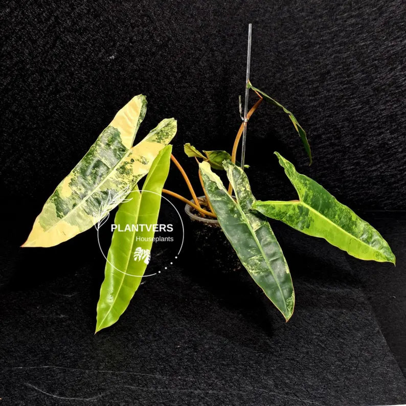 Variegated Billietiae Philodendron Live Plant - Super Rare Collector Plant - Big Leaf Rare Unique Plant - Exact Same Plant - US Seller