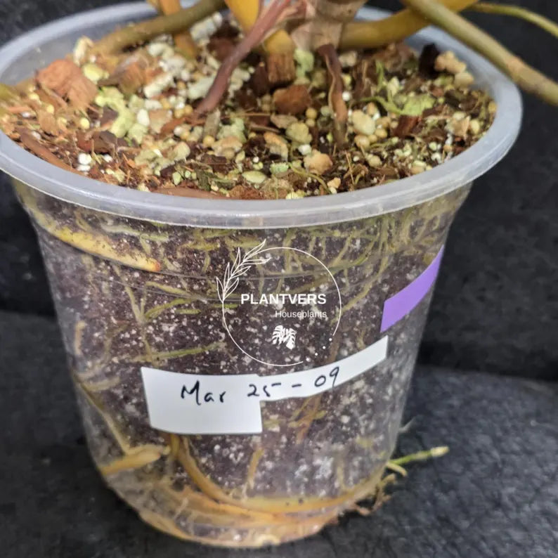 Variegated Billietiae Philodendron Live Plant - Super Rare Collector Plant - Big Leaf Rare Unique Plant - Exact Same Plant - US Seller