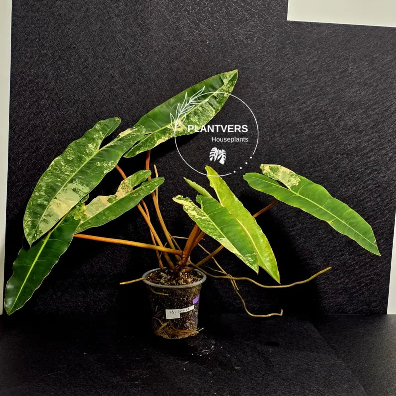 Variegated Billietiae Philodendron Live Plant - Super Rare Collector Plant - Big Leaf Rare Unique Plant - Exact Same Plant - US Seller