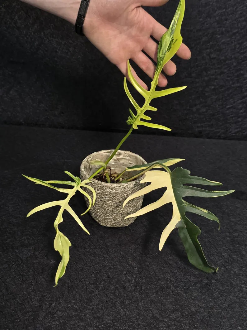 Rare Variegated Philodendron Florida Beauty x Tortum Live Plant - Split Leaf Aroid - Exotic Indoor Plant - Hybrid Aroid - US Seller