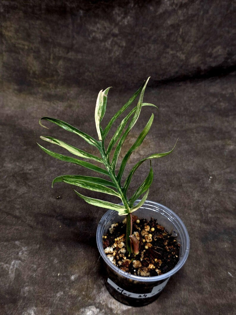 Rare Philodendron Tortum Variegated Live Plant - Split Leaf Philodendron - Variegated Aroid - Exotic Indoor Plant - US Seller