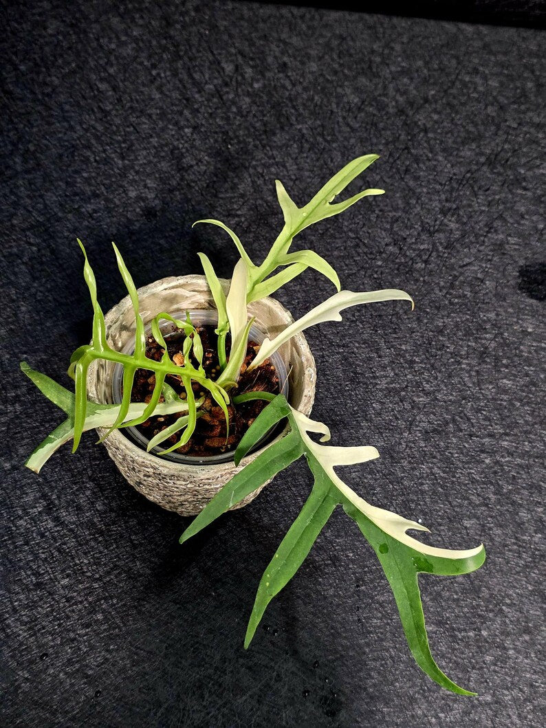 Rare Philodendron Tortum Albo Variegated Live Plant - Split Leaf Aroid - Exotic Indoor Plant - Exact Same Plant - US Seller