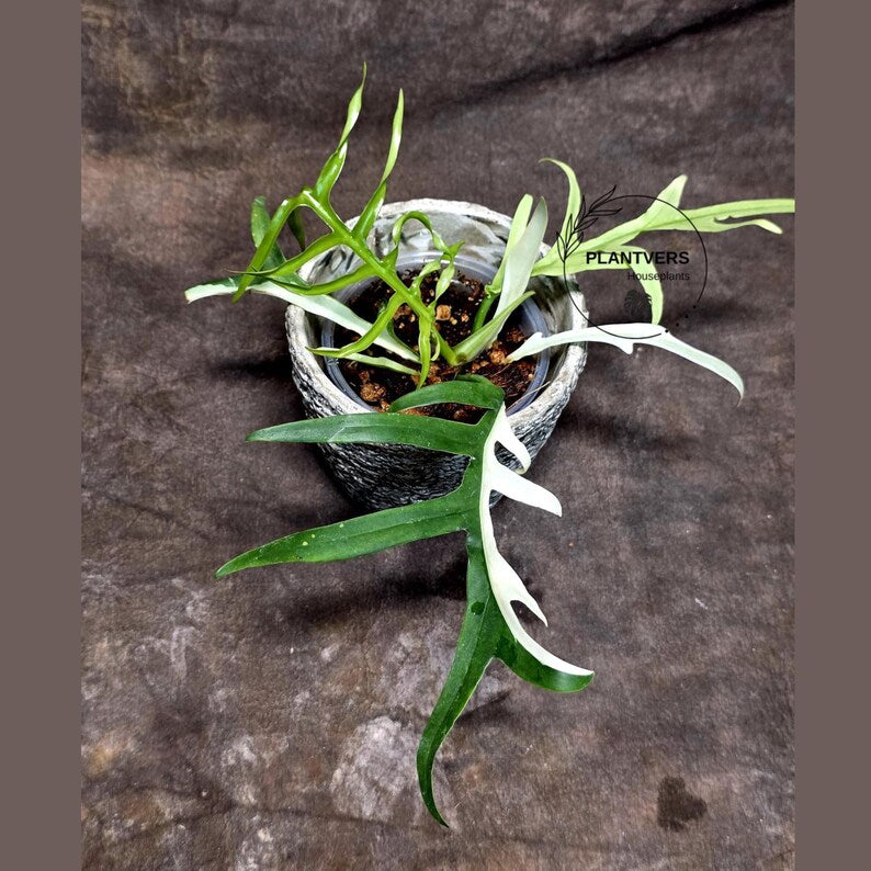 Rare Philodendron Tortum Albo Variegated Live Plant - Split Leaf Aroid - Exotic Indoor Plant - Exact Same Plant - US Seller