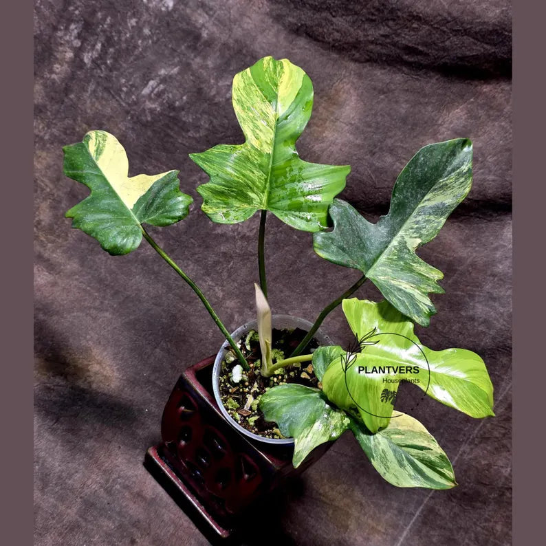 Variegated Philodendron Florida Beauty x Mayoi - Extremely Rare Collector Aroid Live Plant - Exact Same Plant - US Seller